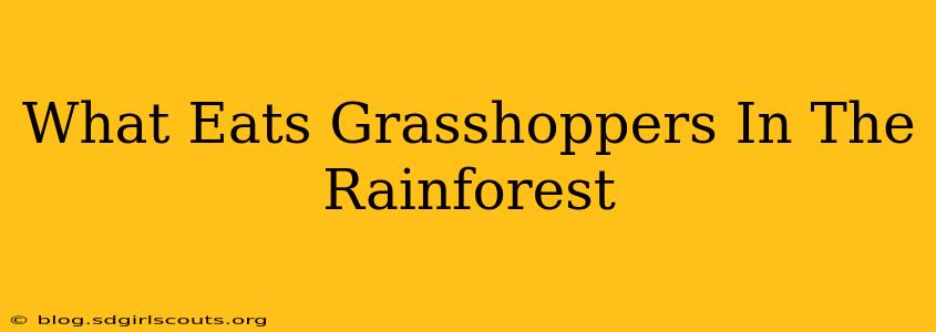 What Eats Grasshoppers In The Rainforest