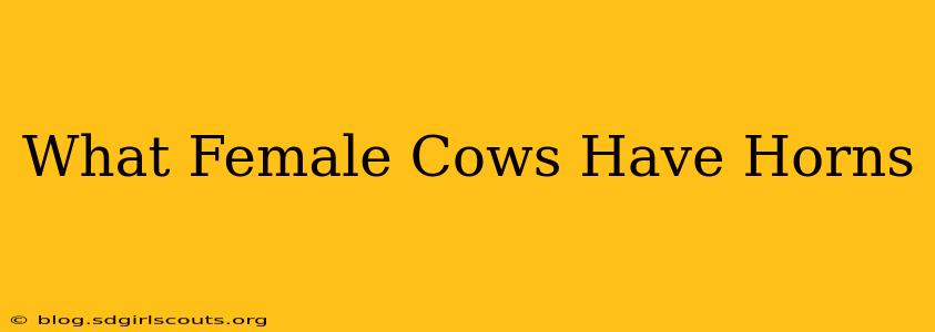 What Female Cows Have Horns