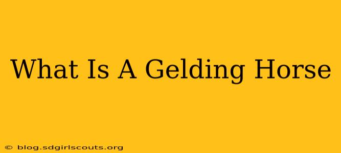 What Is A Gelding Horse