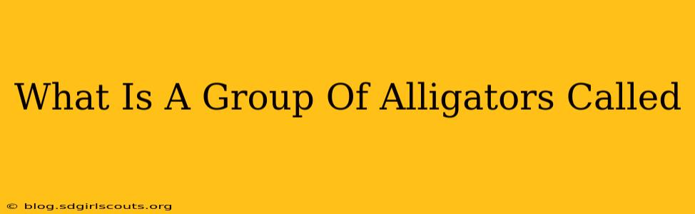 What Is A Group Of Alligators Called