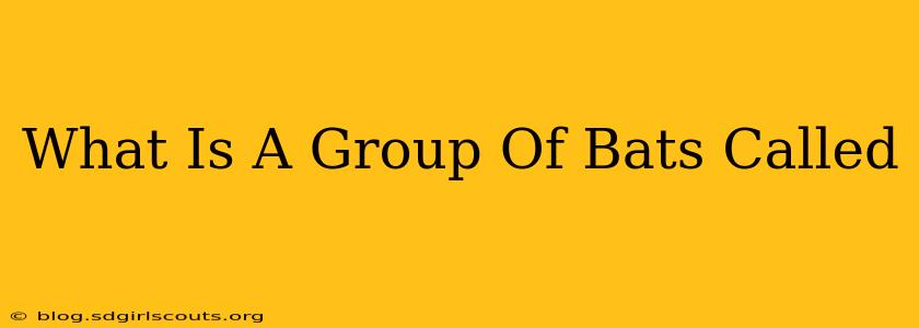 What Is A Group Of Bats Called