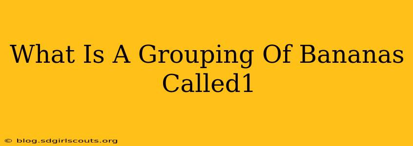 What Is A Grouping Of Bananas Called1