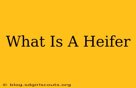 What Is A Heifer