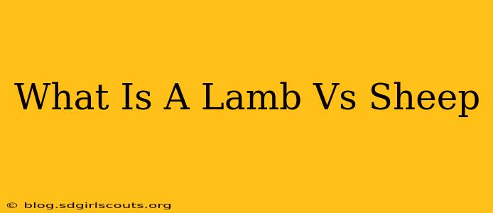 What Is A Lamb Vs Sheep