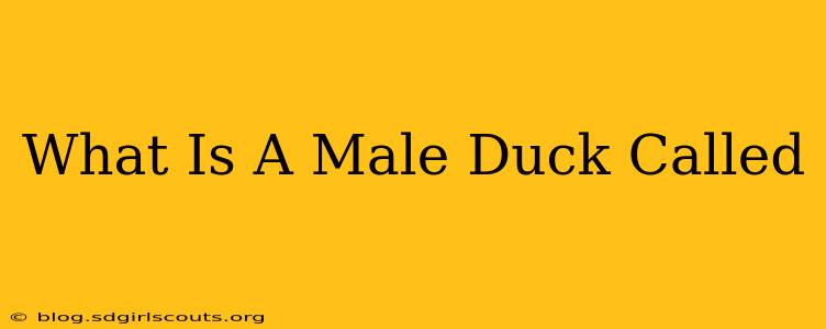 What Is A Male Duck Called