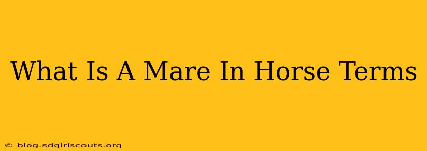 What Is A Mare In Horse Terms