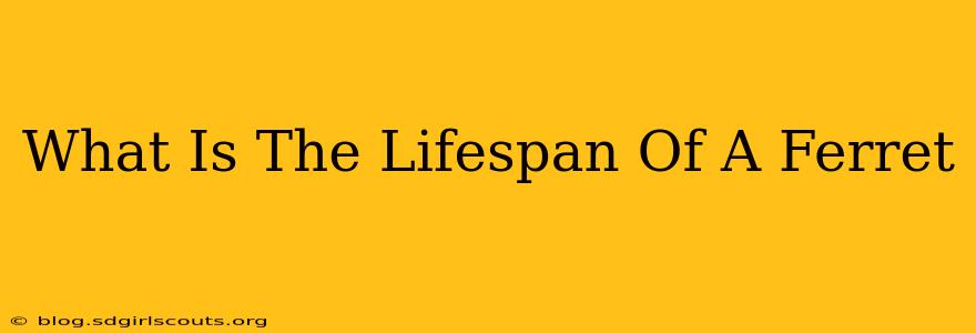 What Is The Lifespan Of A Ferret