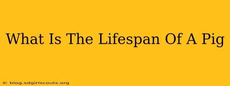 What Is The Lifespan Of A Pig