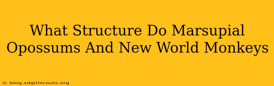 What Structure Do Marsupial Opossums And New World Monkeys