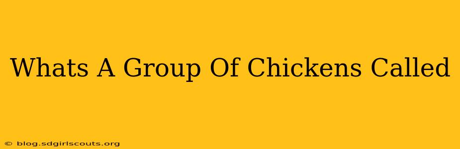 Whats A Group Of Chickens Called