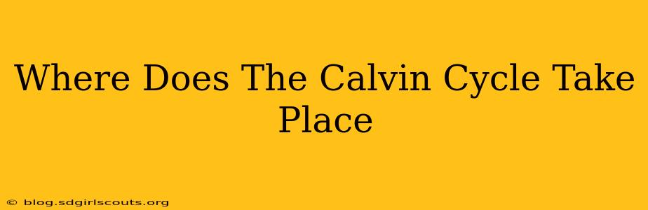 Where Does The Calvin Cycle Take Place