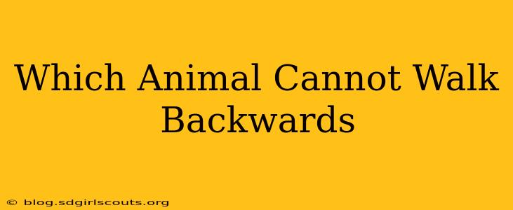 Which Animal Cannot Walk Backwards