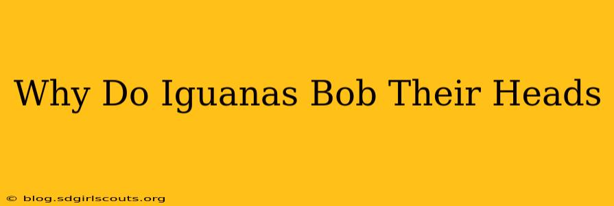 Why Do Iguanas Bob Their Heads