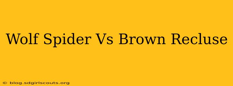 Wolf Spider Vs Brown Recluse