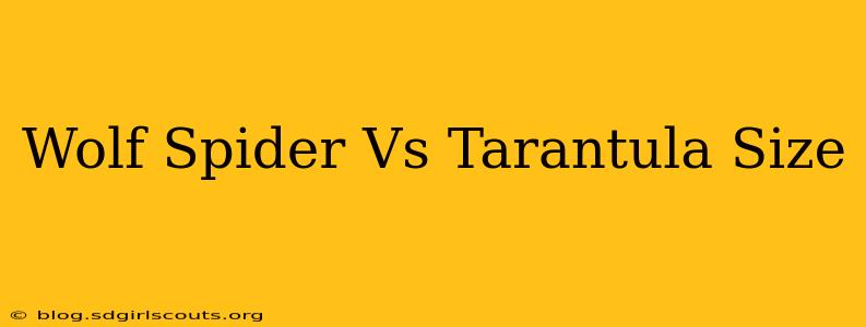 Wolf Spider Vs Tarantula Size